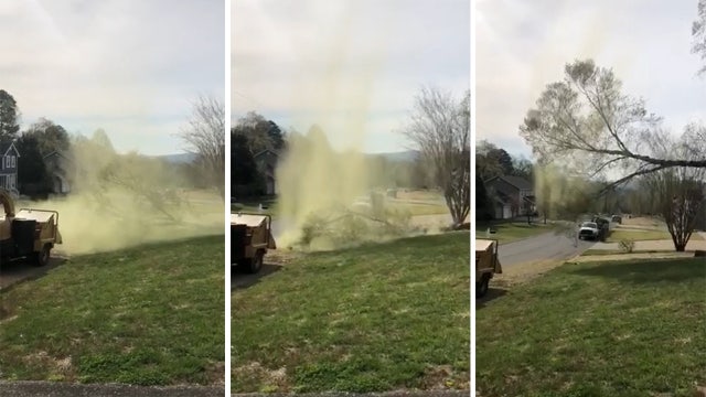 Pollen cloud erupts from falling tree limb in Tennessee