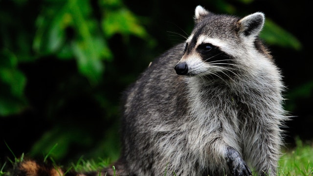Police warn pet owners of 'zombie raccoons' in suburbs