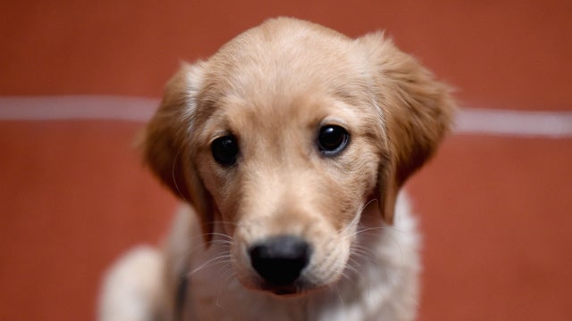 5 foods to keep away from your pets this Thanksgiving