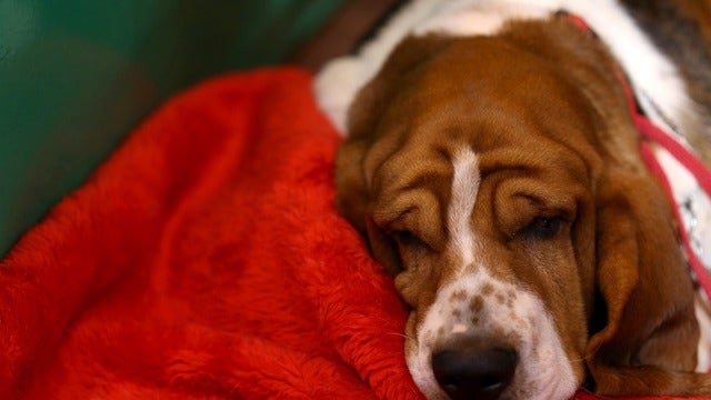Study: Having a dog can help you sleep better