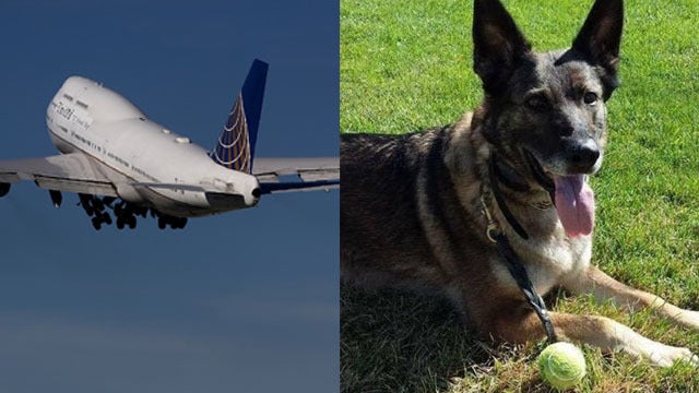 United mistakenly flies Kansas-bound dog to Japan