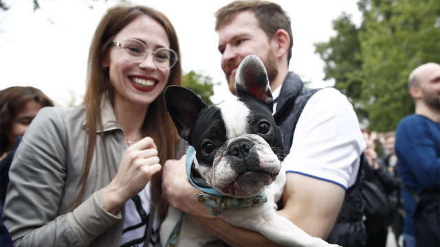 Study suggests dogs are good for owners' heart health
