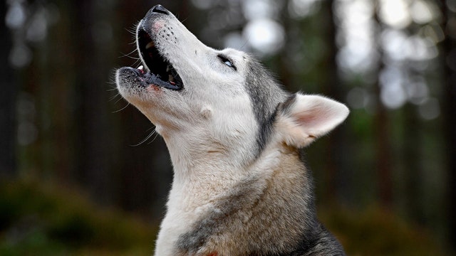 How a woman's pet dog helped detect her cancer 3 different times