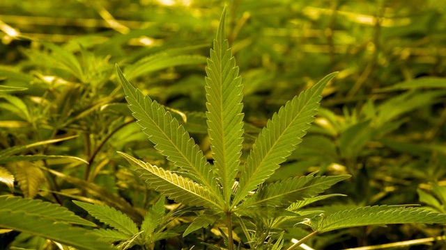 Medical milestone: US OKs marijuana-based drug for seizures