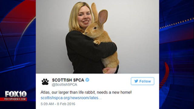 Giant Scottish rabbit seeks new home