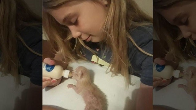 Girl electrocuted reaching behind dryer for kittens