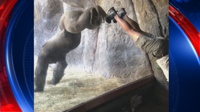 Busch Gardens builds trust with gorilla through mimicking movements