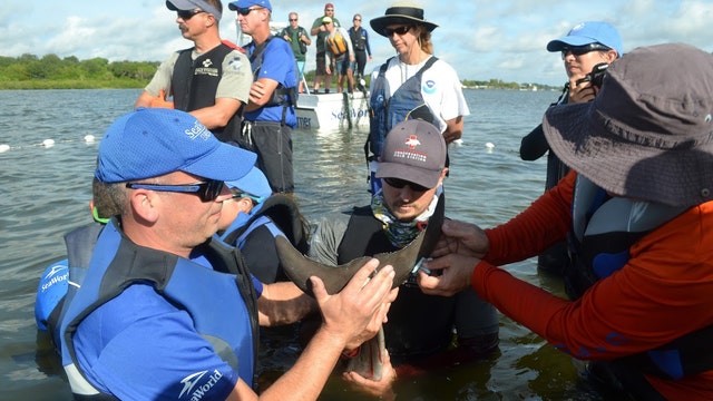 Calf freed and released with assistance from Georgia Aquarium
