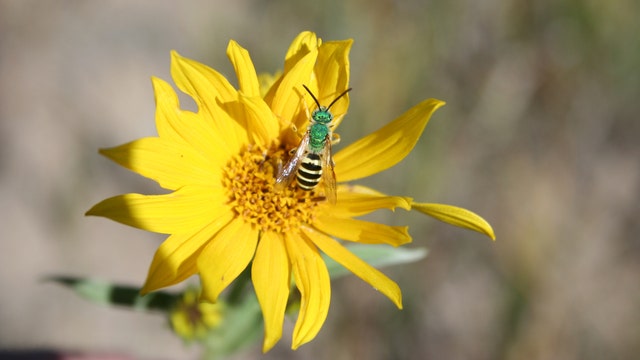 Doctors find 4 bees hiding in a woman's swollen eye