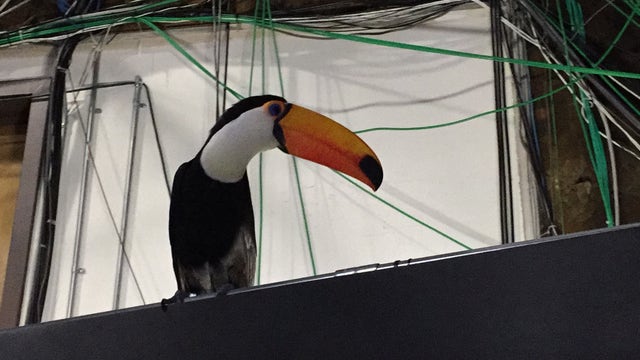 Toucan Goes "Wild" in FOX 5 Atlanta Studio