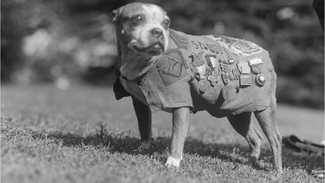 Good boy: Meet 3 of the most honored and decorated K-9s