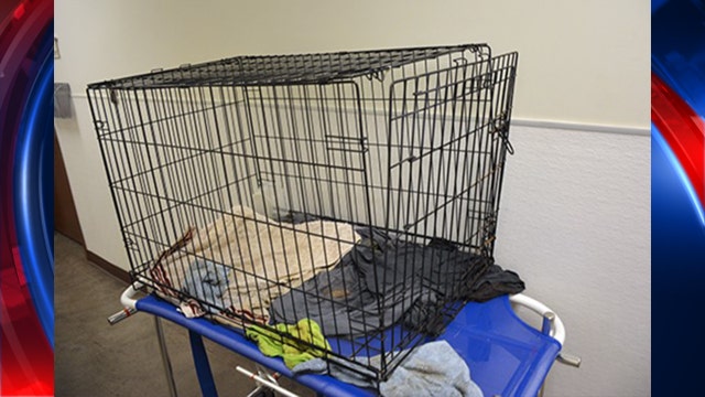 MCACC: German shepherd dead after it was left outside in a crate; Phoenix Police investigating