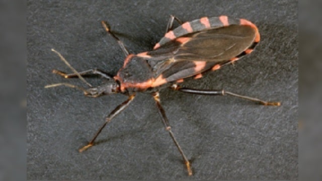 'Kissing Bug' related to fatal disease confirmed to be in Delaware