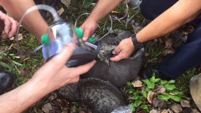 Firefighters rescue 3 cats from house fire