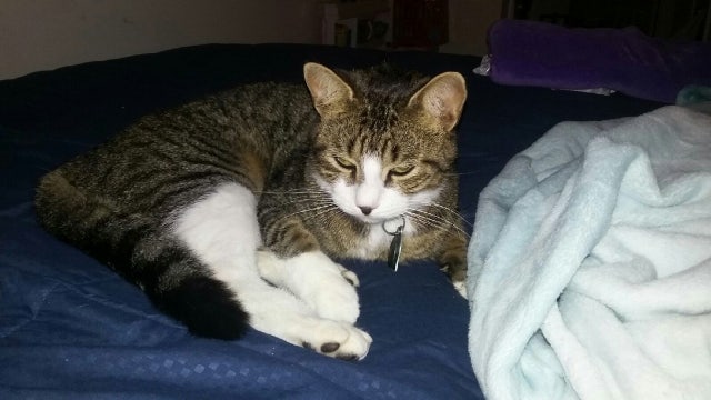 Cat heading home to Georgia after cross-country hitchhiking trip