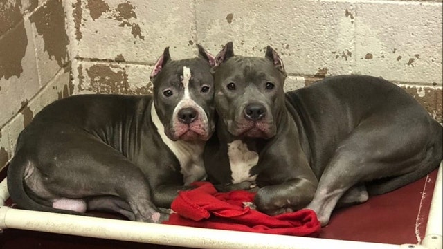 Georgia shelters need help after being 'flooded with animals'