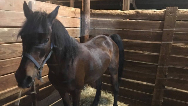 Police find horse wandering around in neighborhood