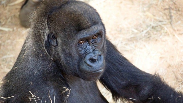 Zoo Atlanta gorilla expecting infant this summer