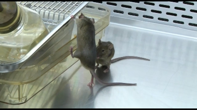 Cancer injection eliminates tumors in mice
