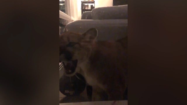 Family stuck outside after discovering mountain lion snuck into home