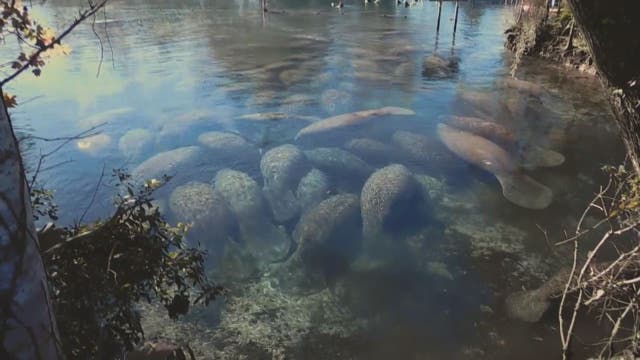 Cuddling manatees stay warm in Three Sisters Springs