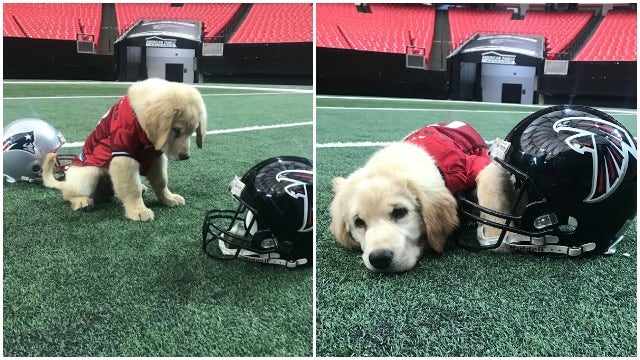 Max the puppy picks Falcons to win Super Bowl