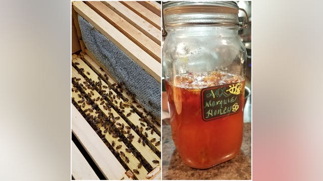 Iconic Atlanta hotel 'buzzing' with rooftop hive