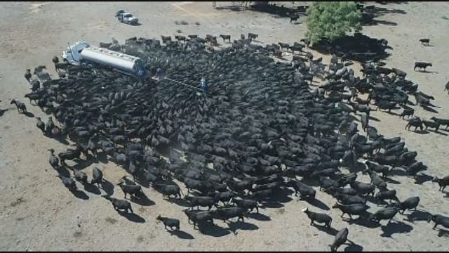 Cows swarm water truck in drought-hit Australia