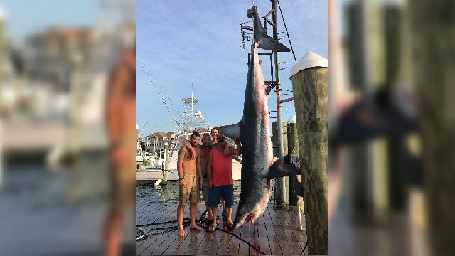 926-pound Mako caught in New Jersey