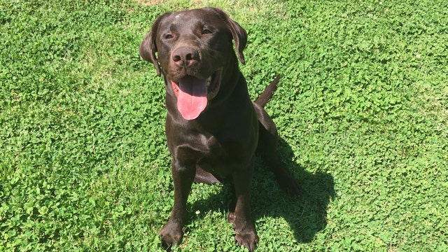 Smyrna police introduce newest K-9 member of the force