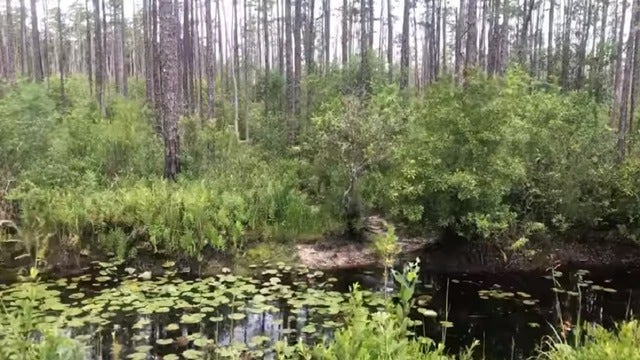 Company wants to mine at edge of protected Okefenokee Swamp