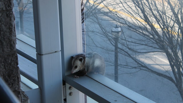 Georgia Aquarium staff respond to opossum found on parking deck