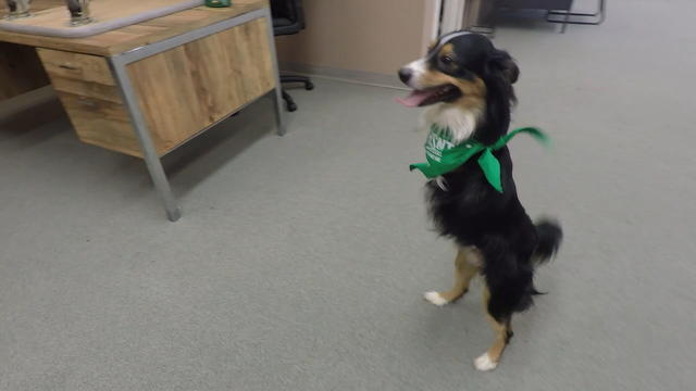Donations pour in to help Tobi the two-legged dog get new wheels