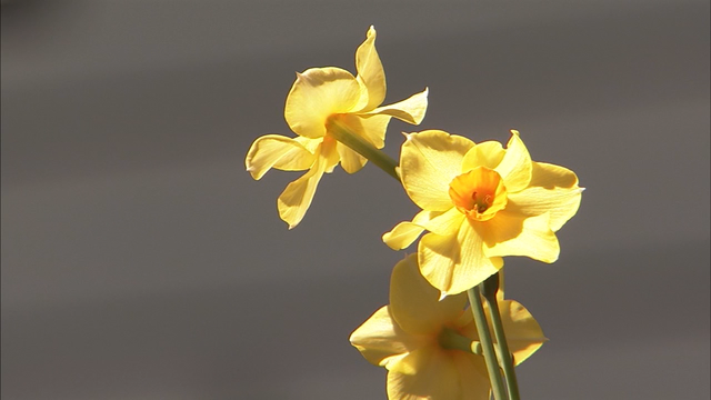 Atlanta allergies: When to prepare for peak pollen counts