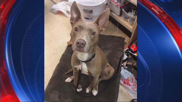 Service dog of retired soldier with PTSD returned