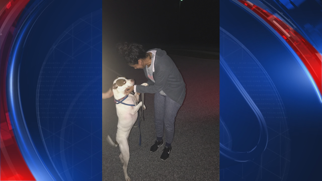 Evacuee dog lost in Georgia during Irma goes home