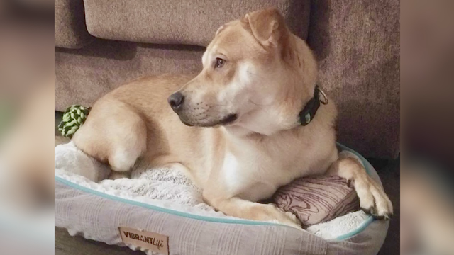 The search for a missing emotional support dog