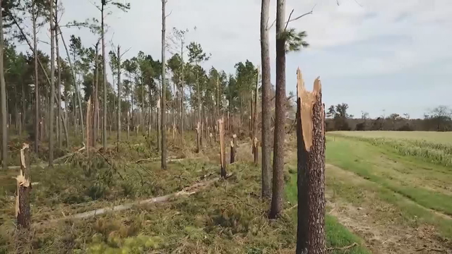 Georgia House approves $200M timber tax credit