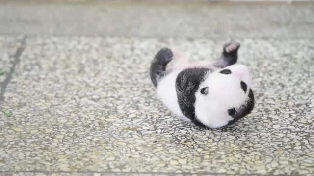 Aww: Baby panda adorably fails to roll over