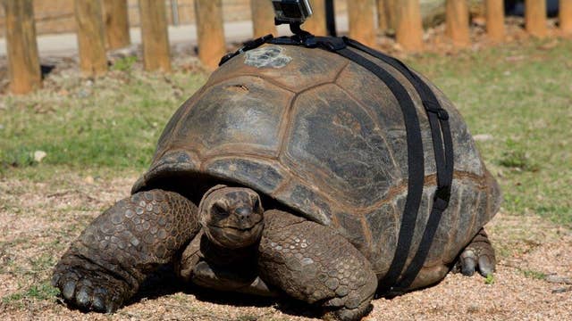 VIDEO: Patches the Aldabra Tortoise makes her spring walk