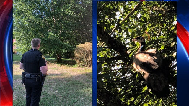 Duluth police rescue runaway peacock in tree