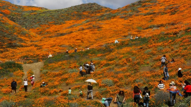 Lake Elsinore officials: 'Our city is not made for Disneyland size crowds' due to poppy super bloom