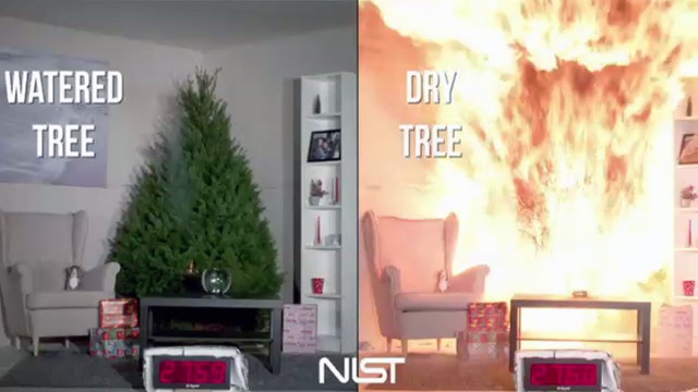 Preventing Christmas tree fires: Here's why you should water your Christmas tree
