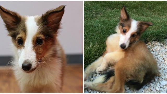 Special Atlanta Sheltie is in need of specialized care