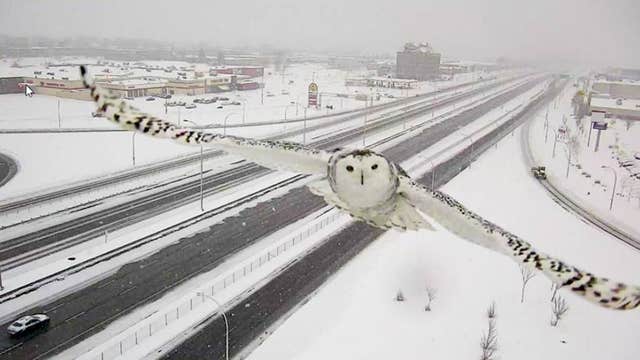 Traffic camera captures snowy owl in flight