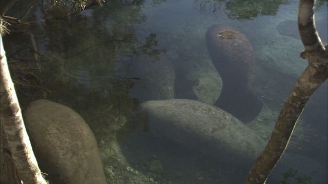 Manatee viewing free Saturday at Three Sisters Springs