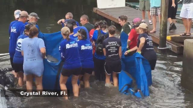 Crystal River manatee rescue underway