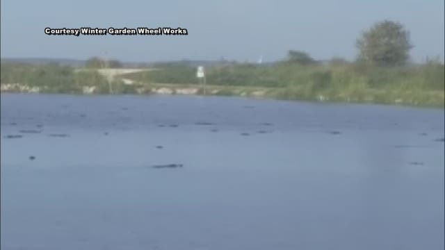 Bicyclists see 50 alligators swimming at Lake Apopka