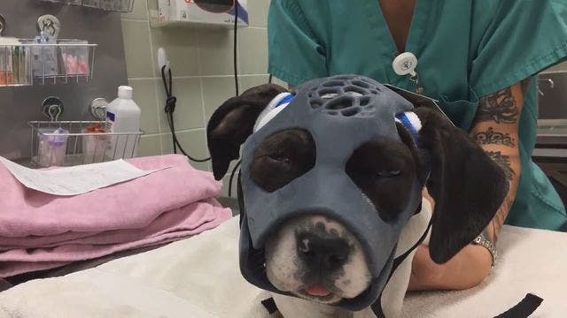 3D mask created for dog with fractured skull