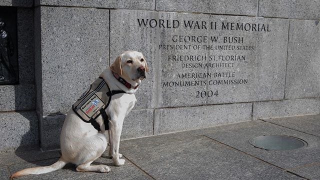 Sully, George H.W. Bush's former service dog, visits WWII Memorial
